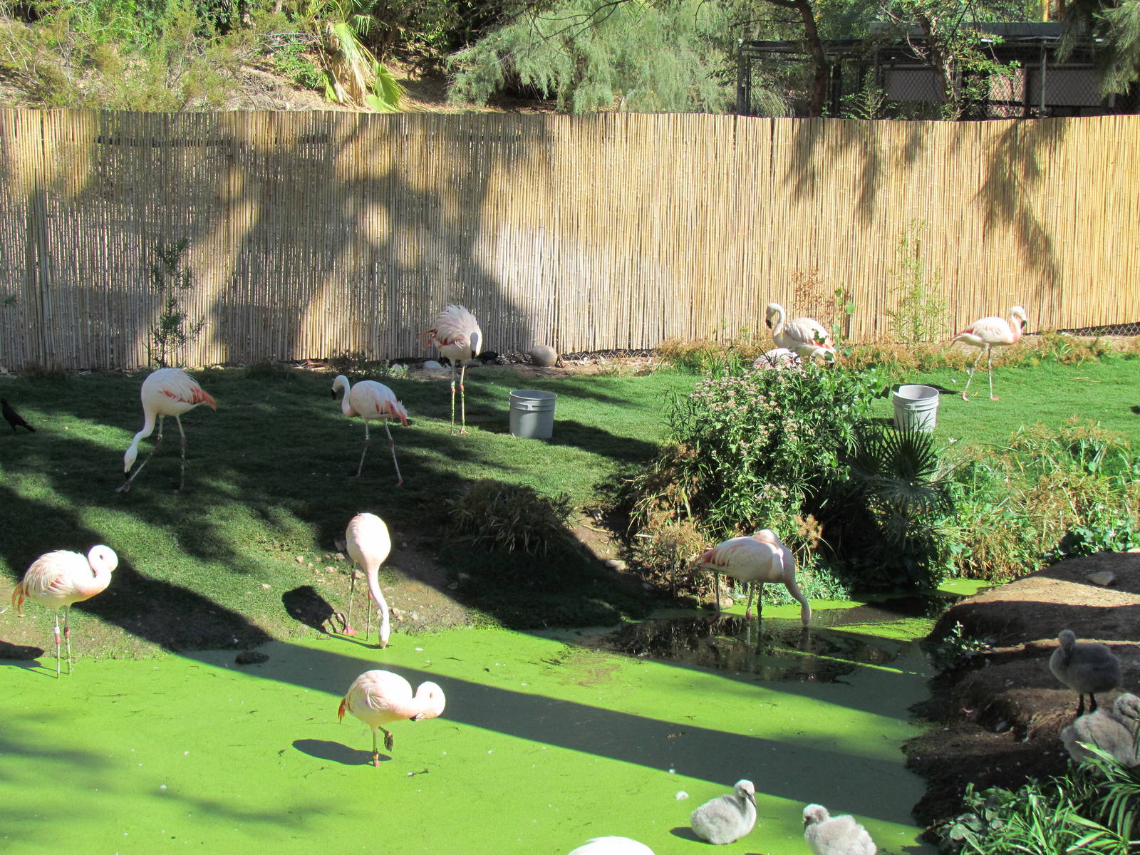 Chilean Flamingo Exhibit