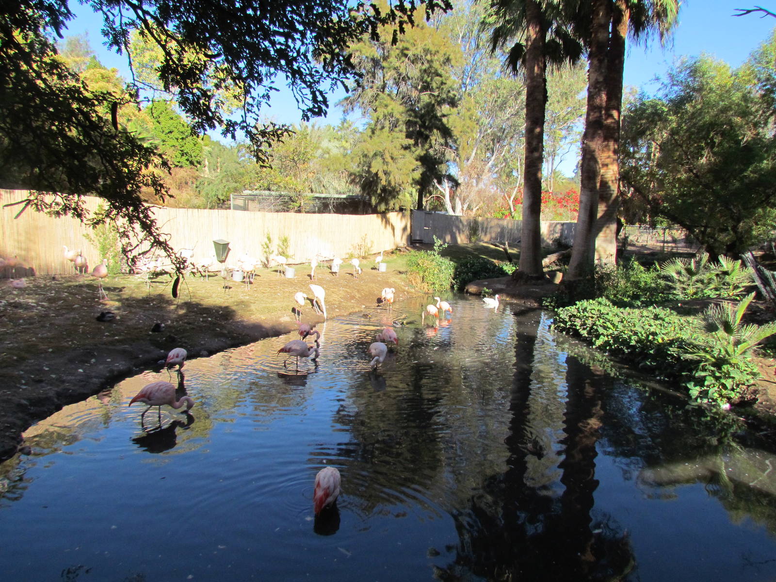 Chilean Flamingo Exhibit