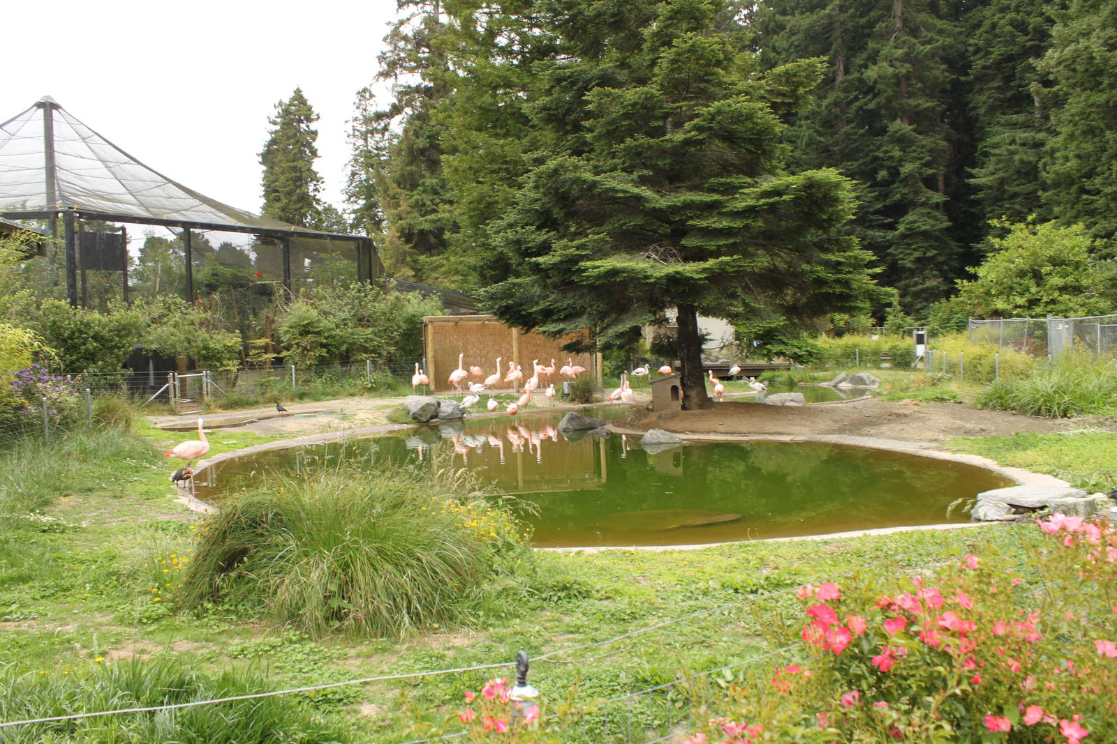 Chilean Flamingo Exhibit