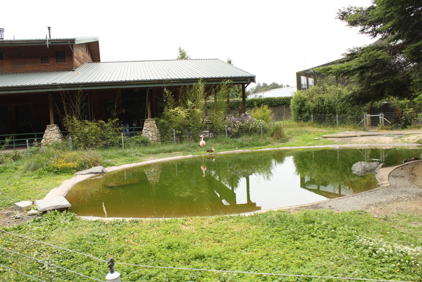 Chilean Flamingo Exhibit