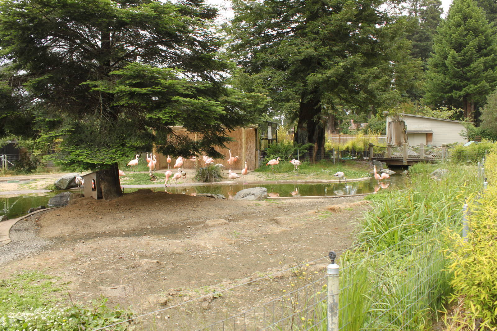 Chilean Flamingo Exhibit