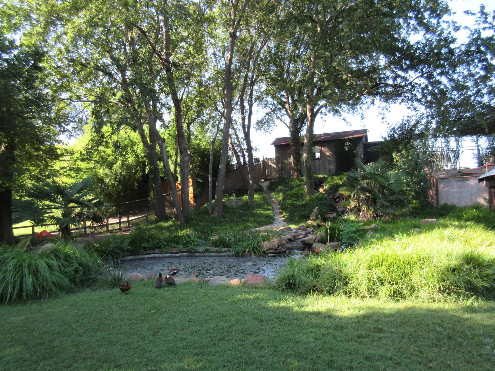 Chilean Flamingo Exhibit