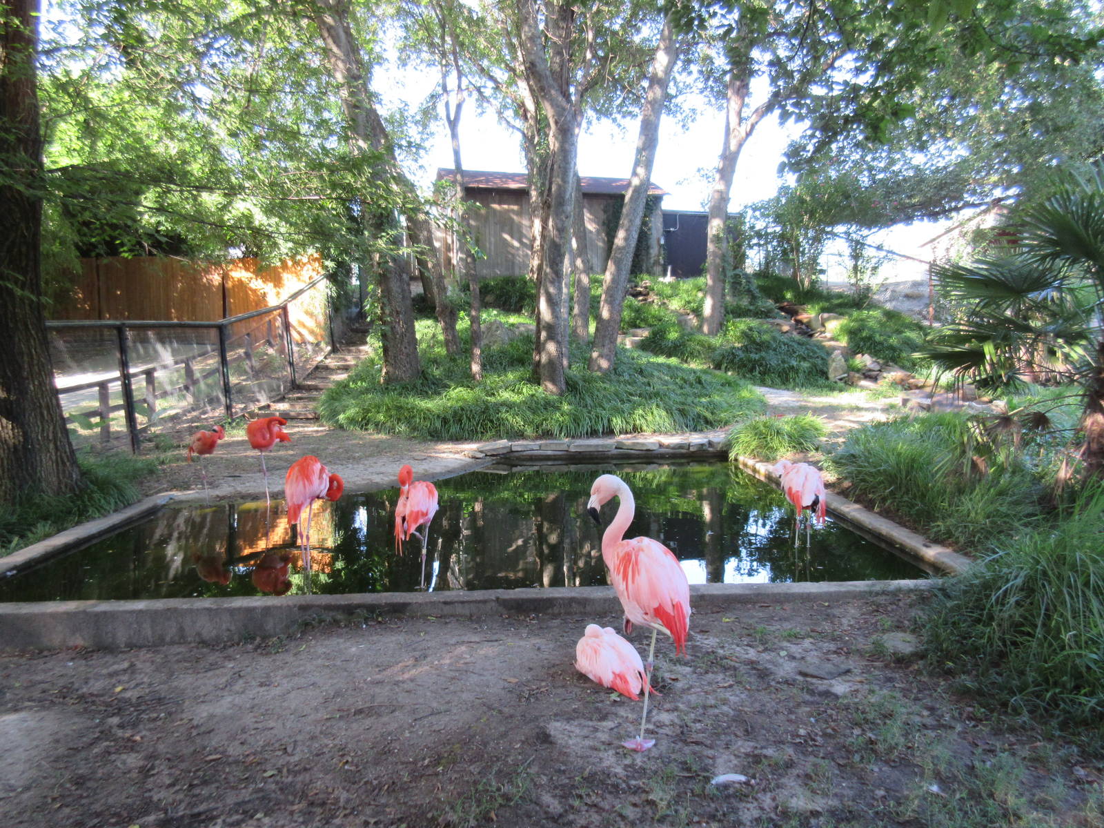 Chilean Flamingo Exhibit