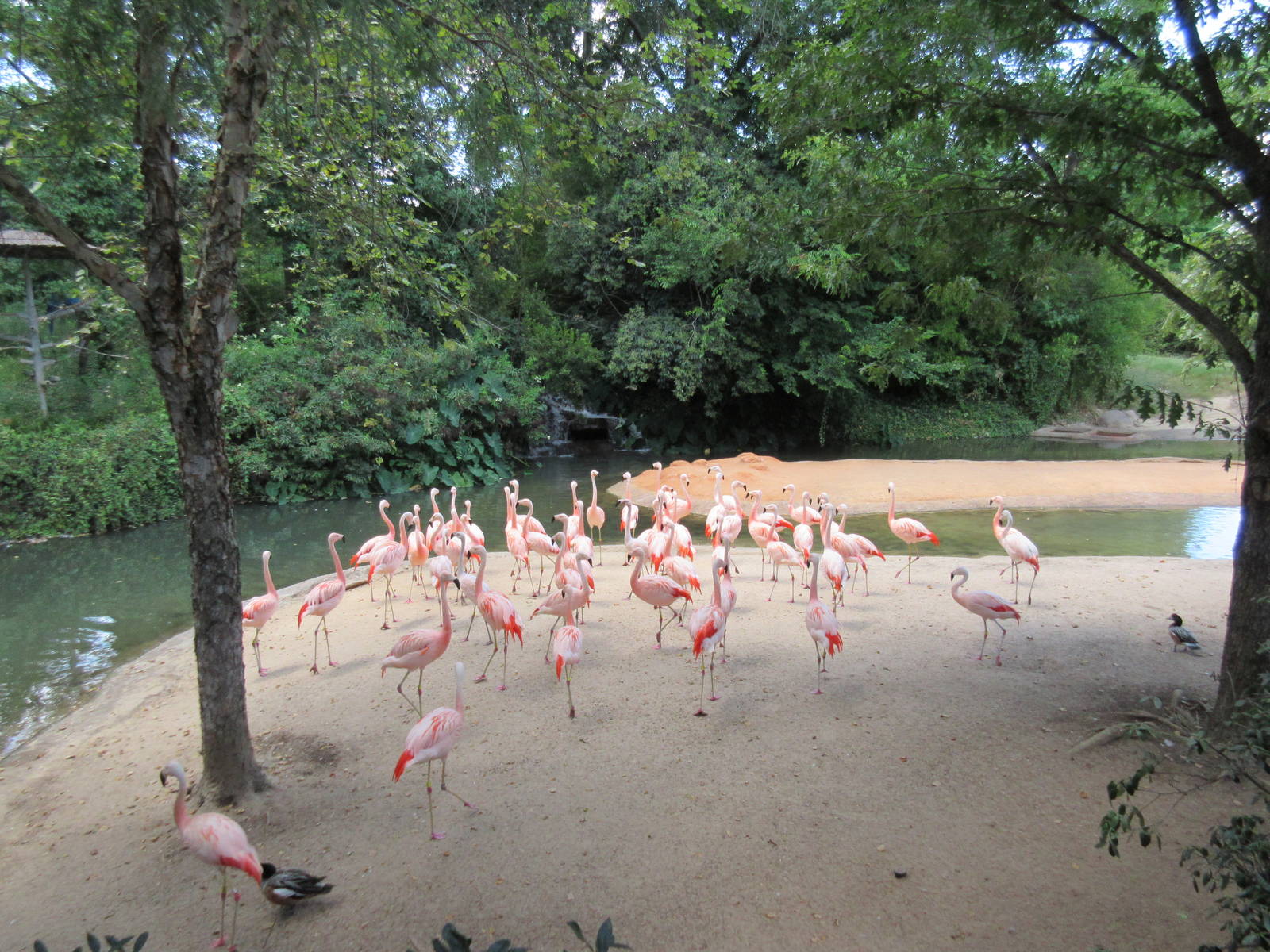 Chilean Flamingo Exhibit