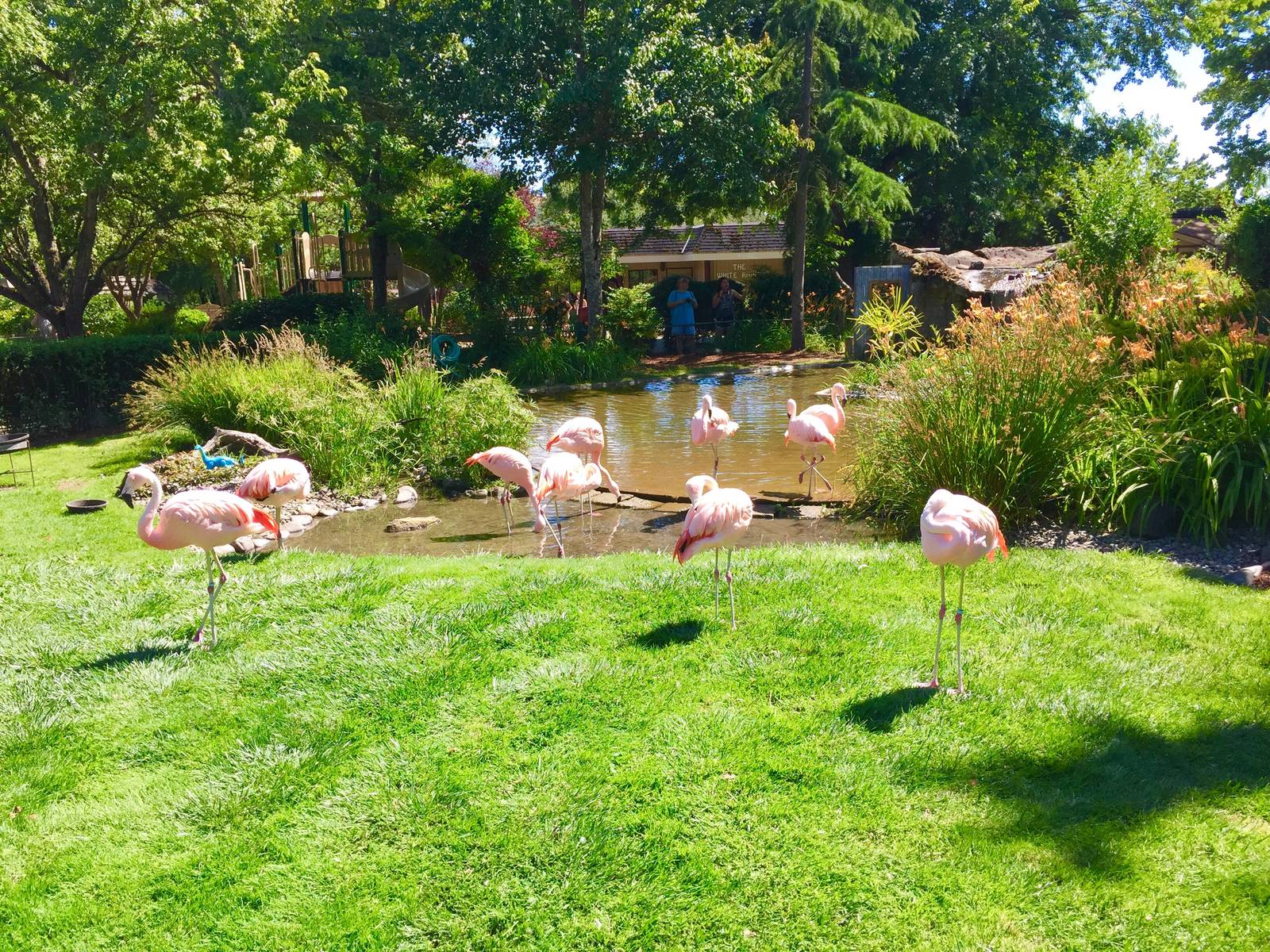 Chilean Flamingo Exhibit