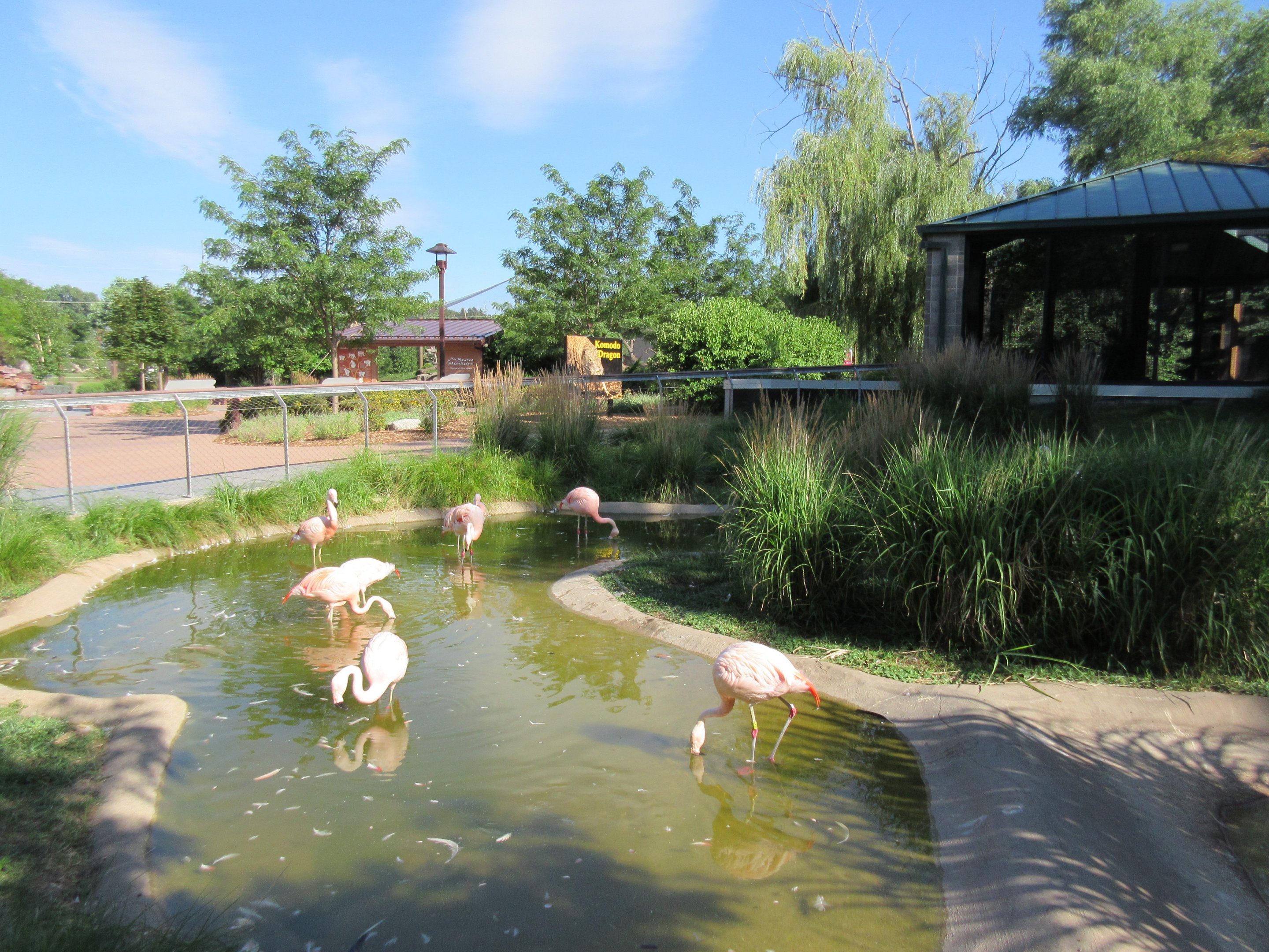 Chilean Flamingo Exhibit