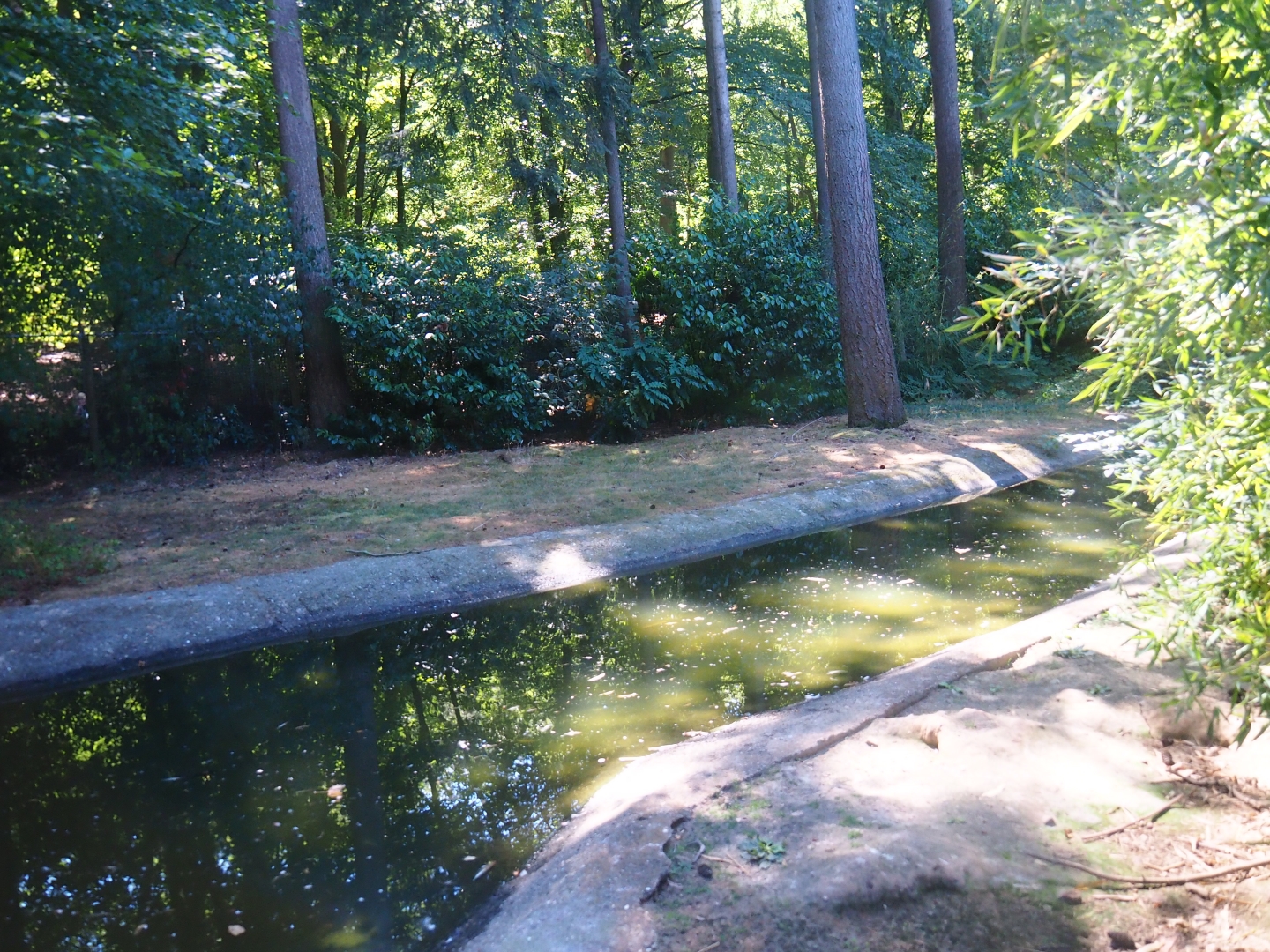 Chilean flamingo exhibit