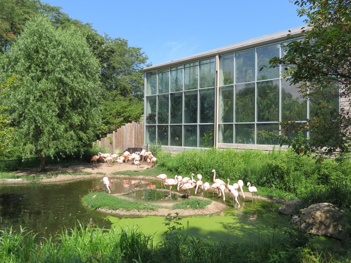 Chilean Flamingo Exhibit