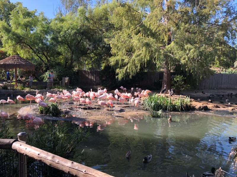 Chilean flamingo exhibit