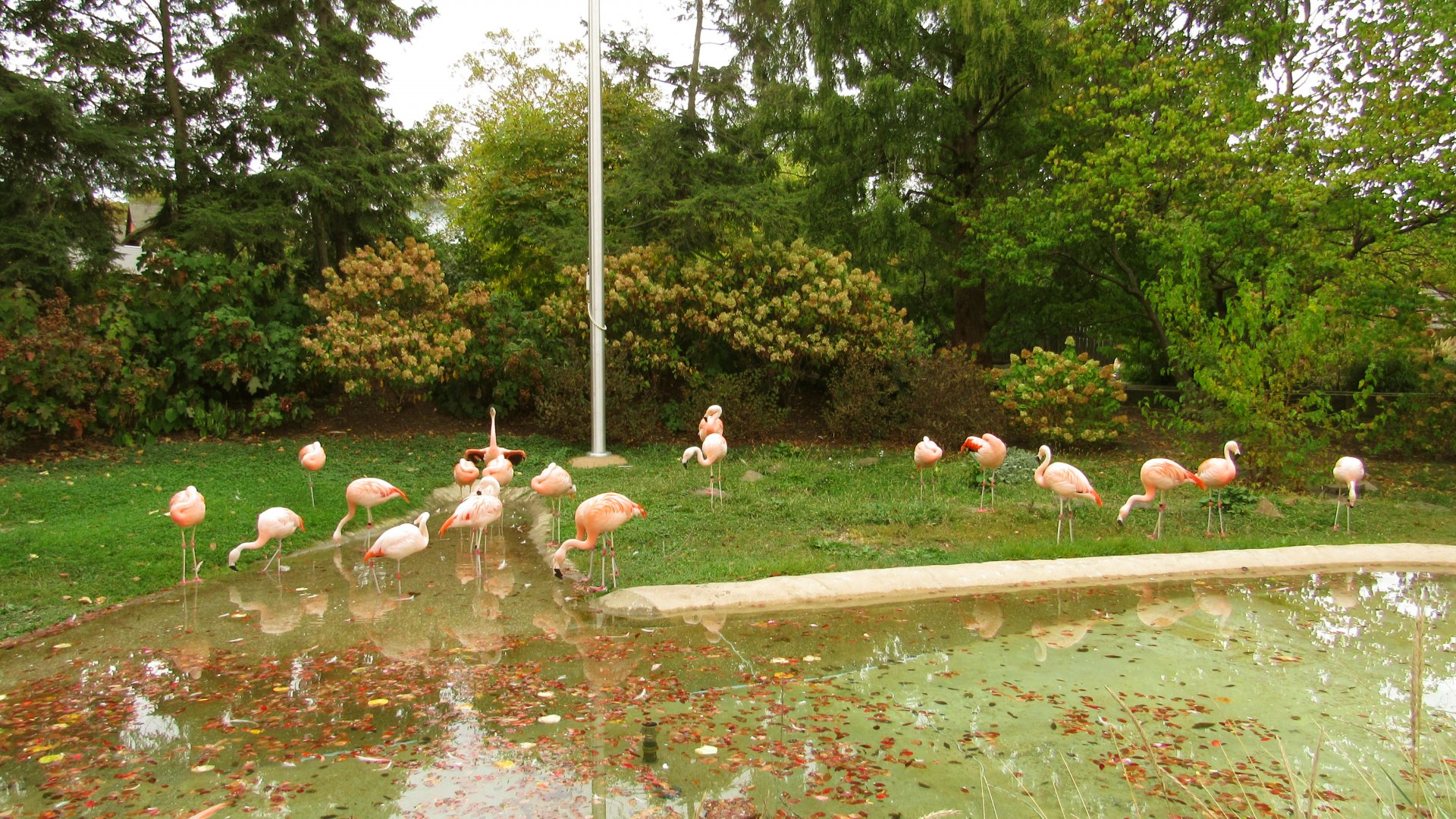 Chilean Flamingo Exhibit