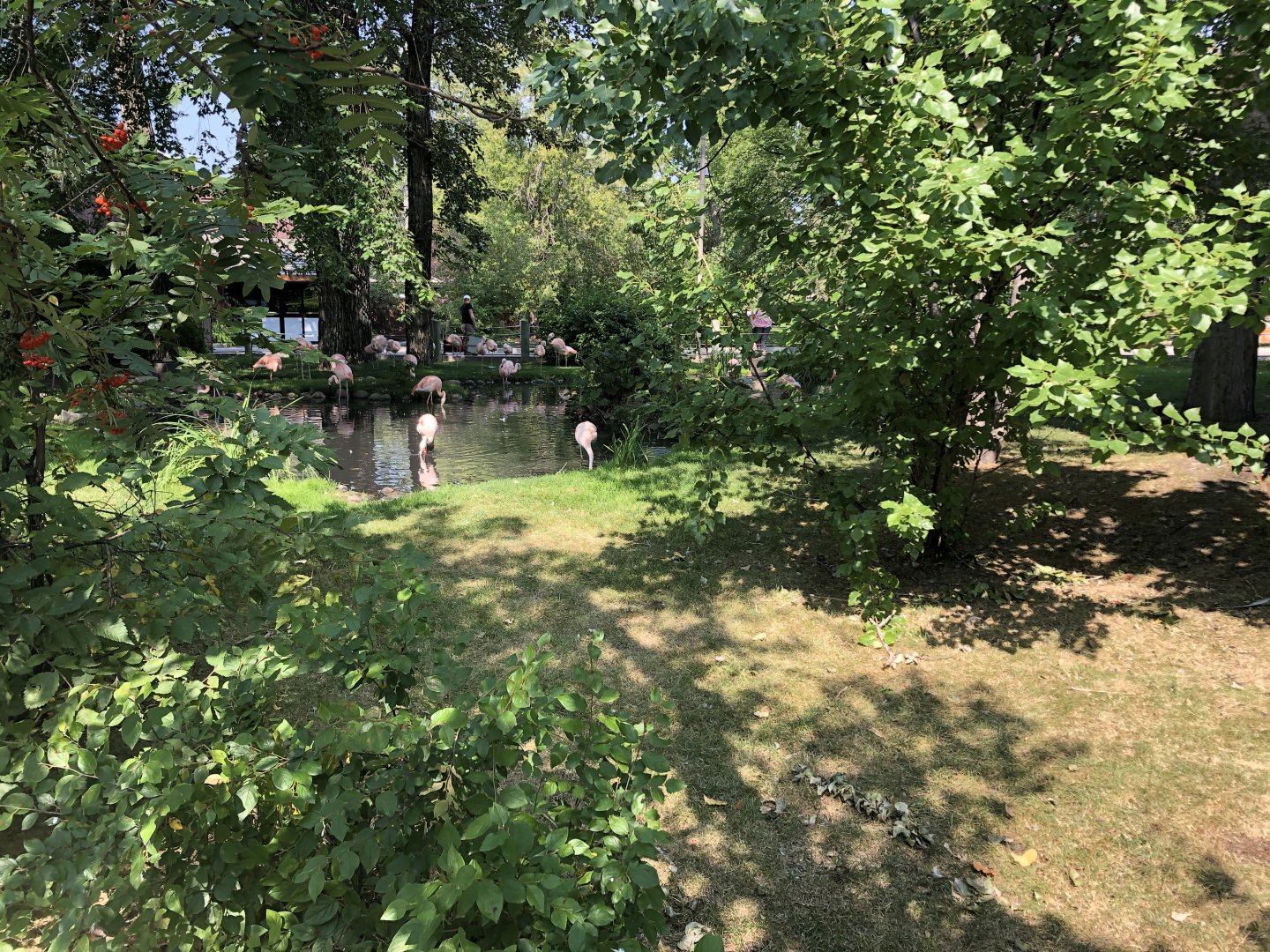 Chilean Flamingo Exhibit