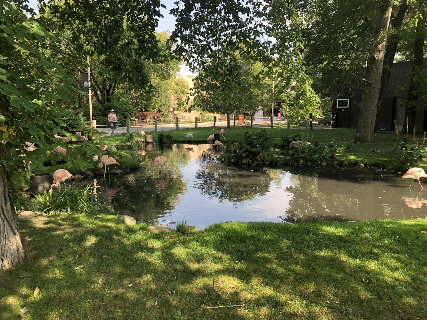 Chilean Flamingo Exhibit