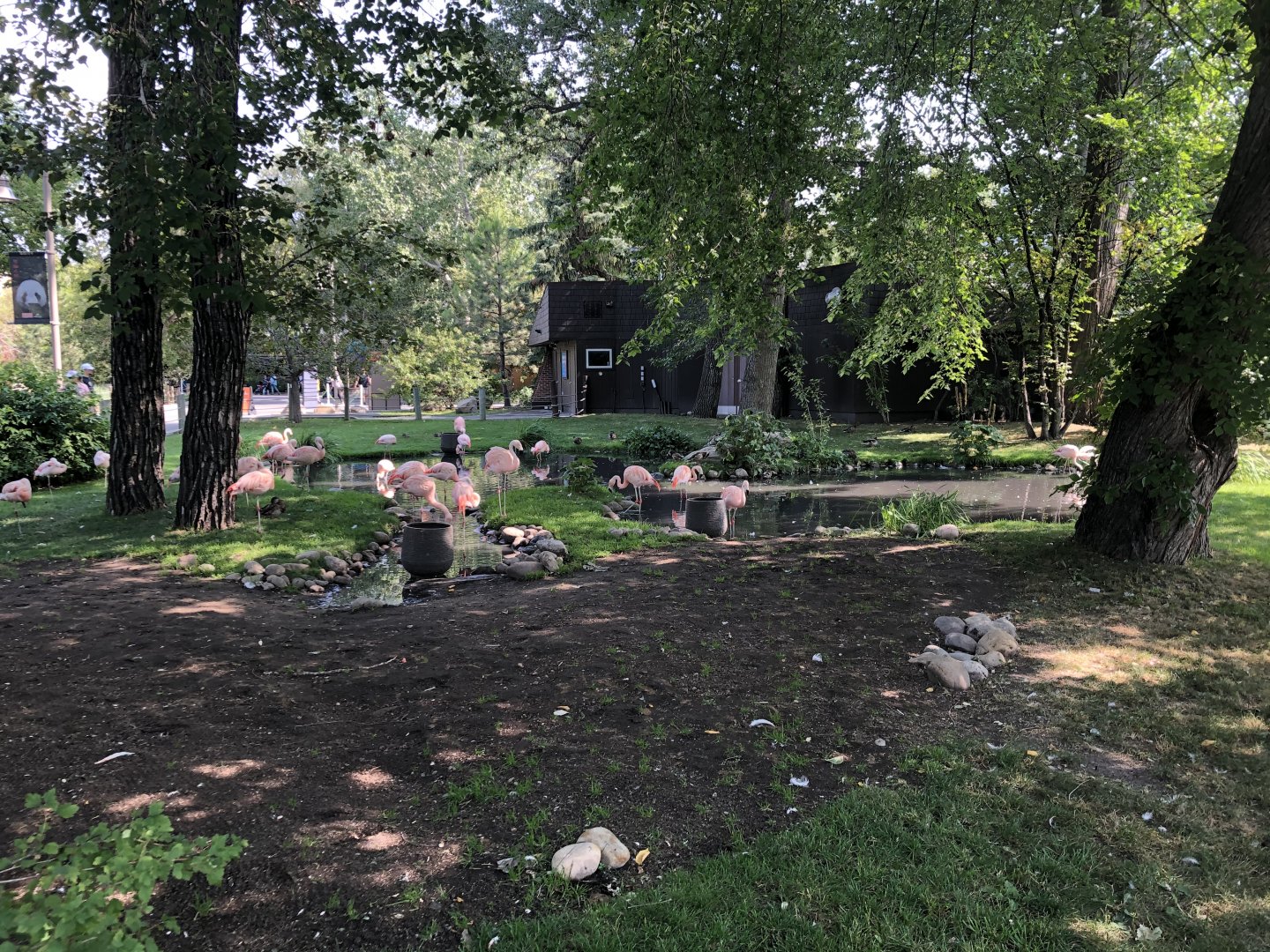 Chilean Flamingo Exhibit