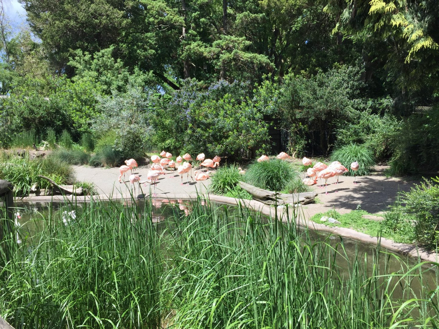 Chilean Flamingo Exhibit