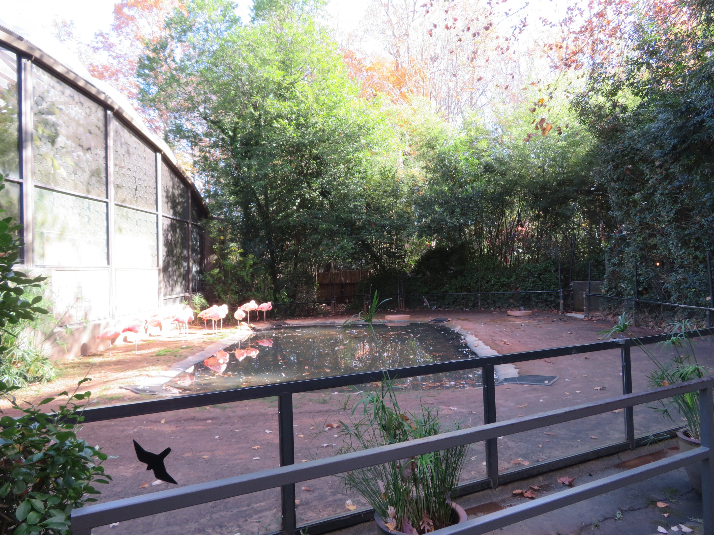 Chilean Flamingo Exhibit