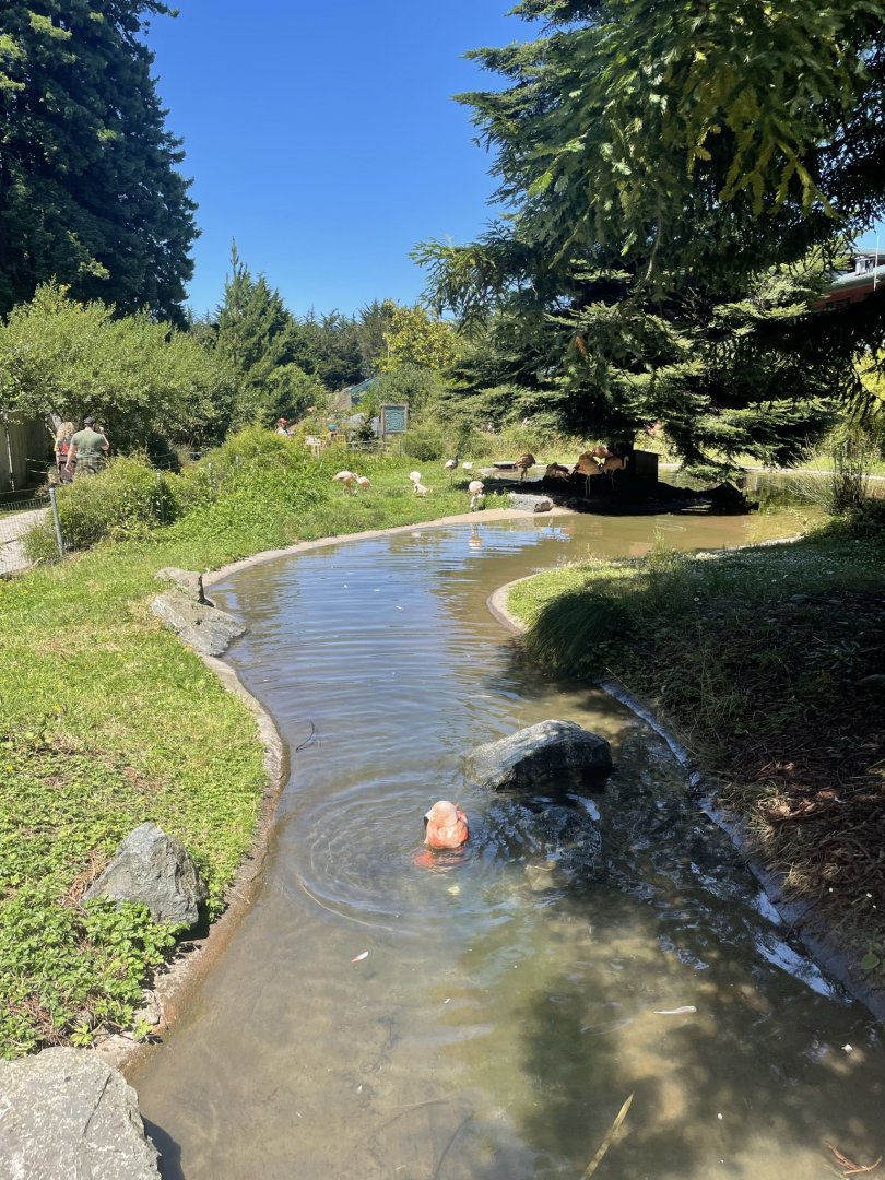 Chilean Flamingo Exhibit