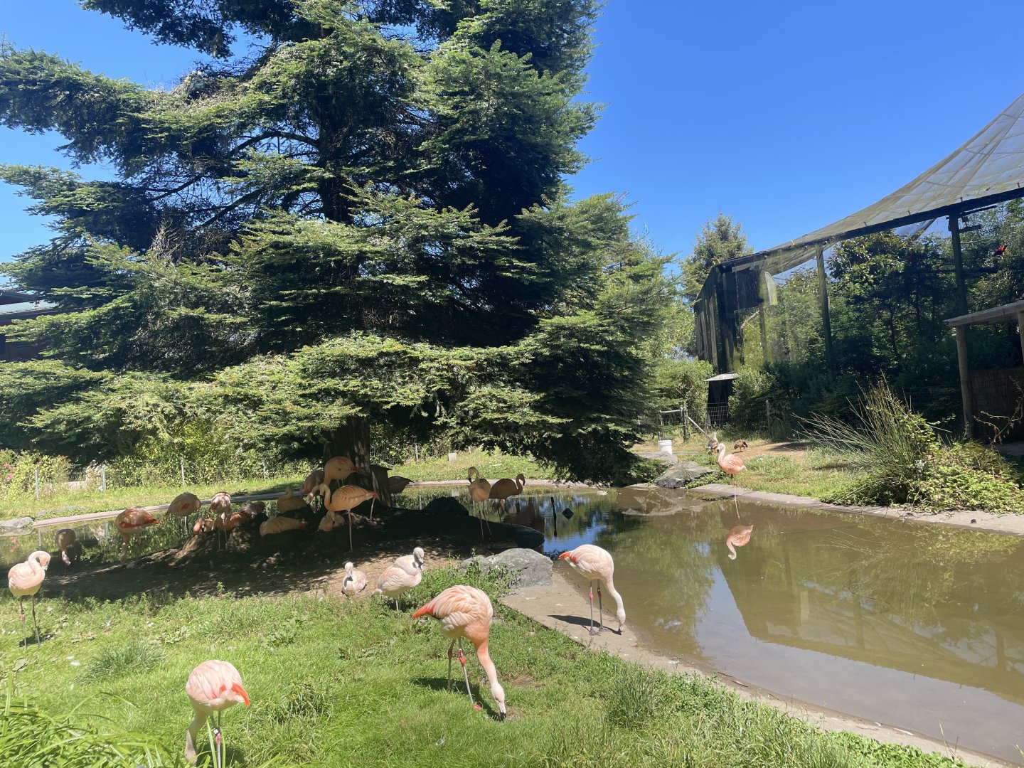 Chilean Flamingo Exhibit