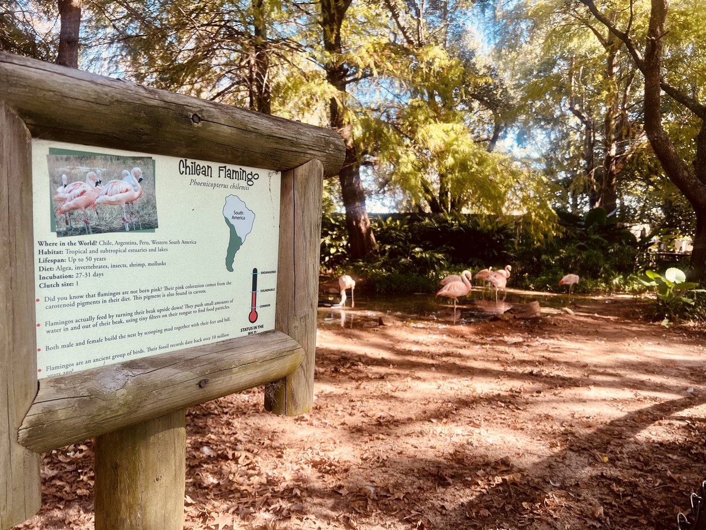 Chilean Flamingo Exhibit