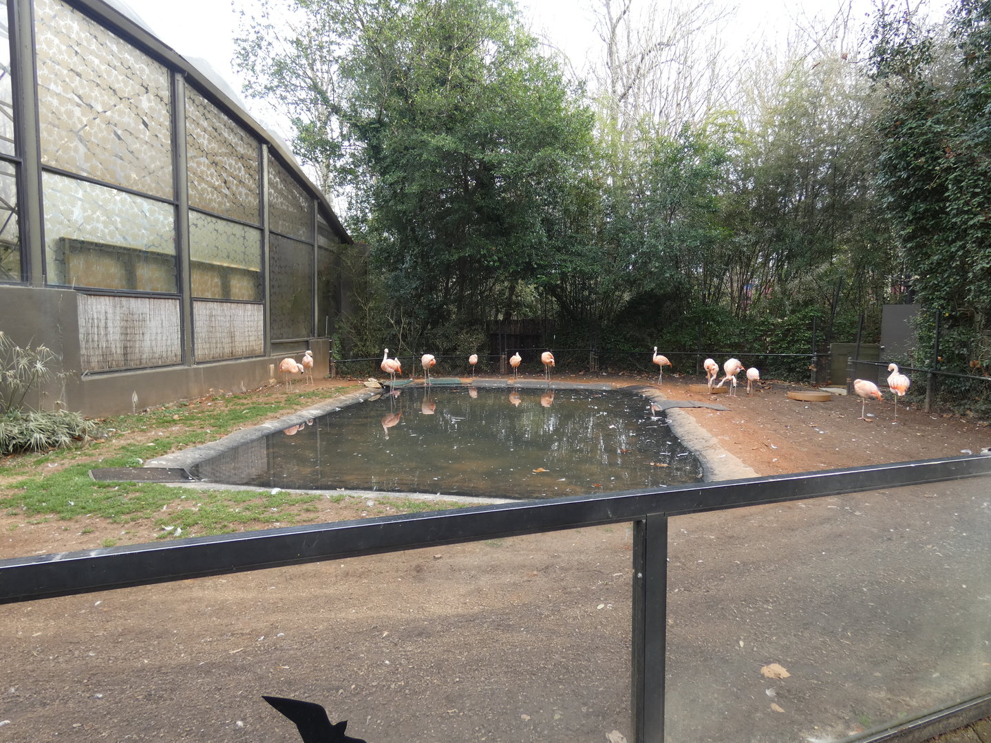 Chilean Flamingo exhibit