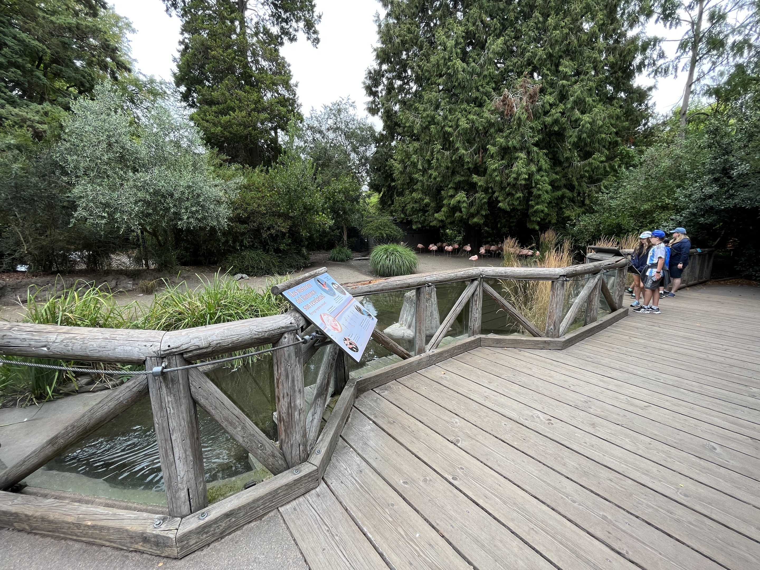 Chilean Flamingo Exhibit