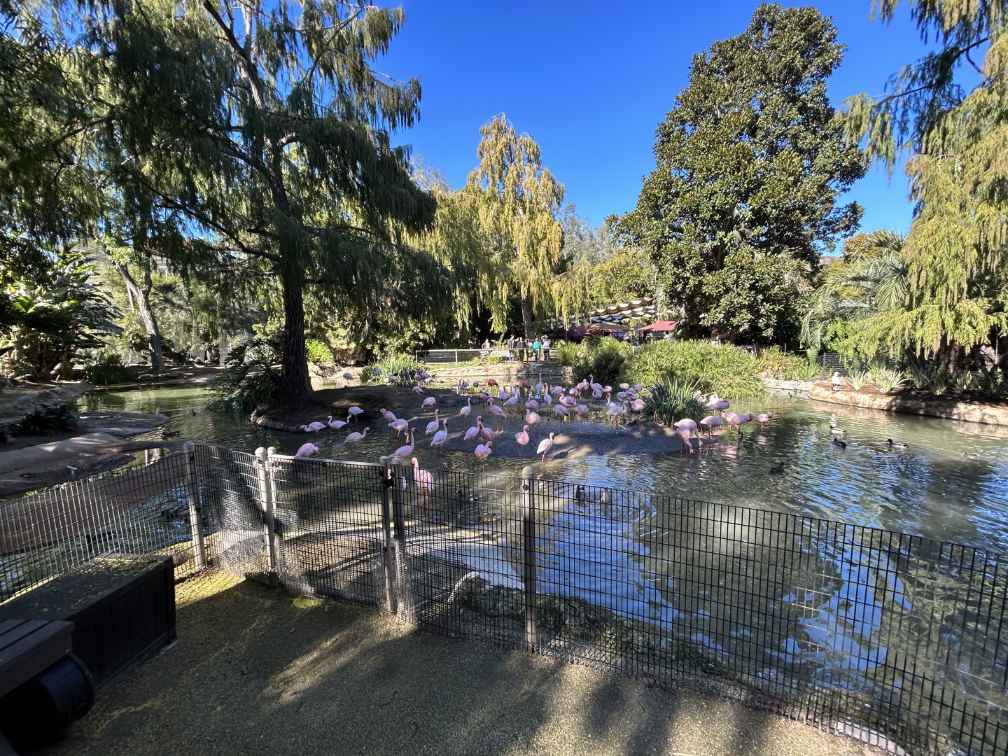 Chilean Flamingo Exhibit