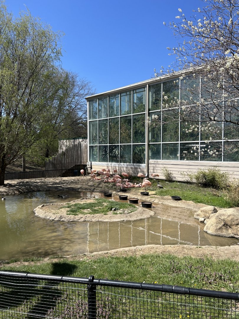Chilean Flamingo Exhibit