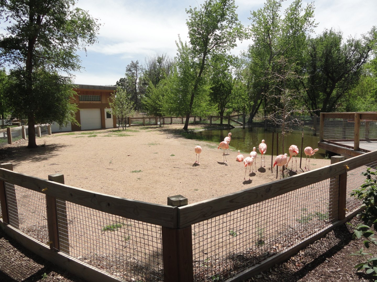 Chilean Flamingo Exhibit