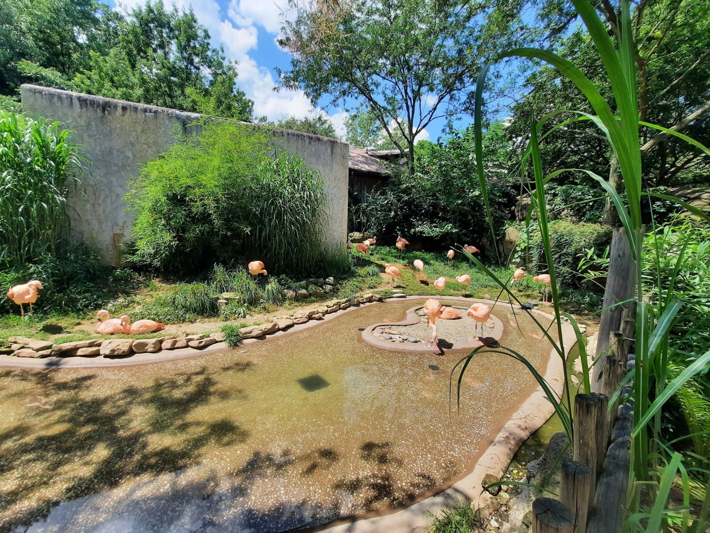Chilean Flamingo Exhibit