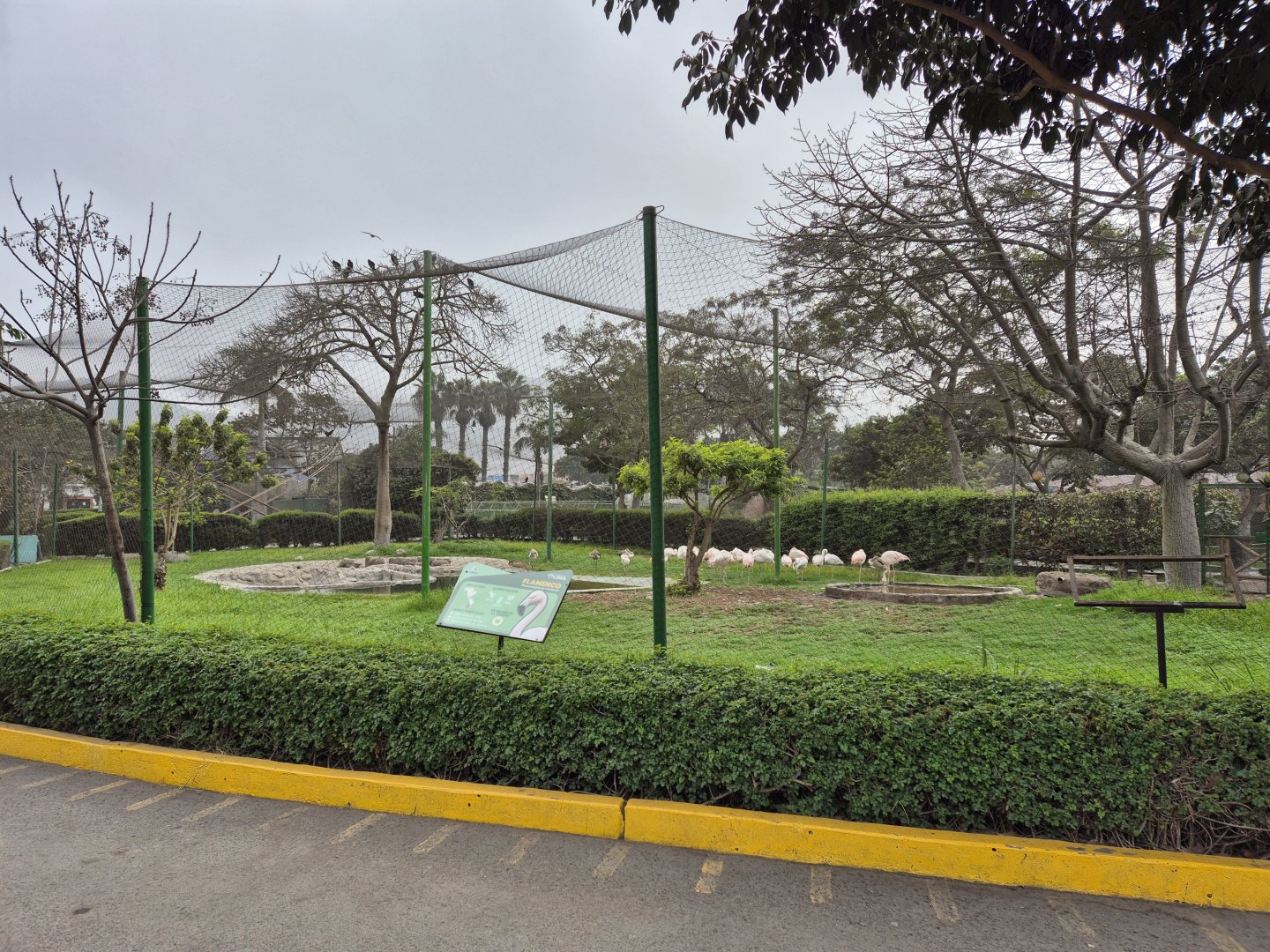 Chilean Flamingo exhibit