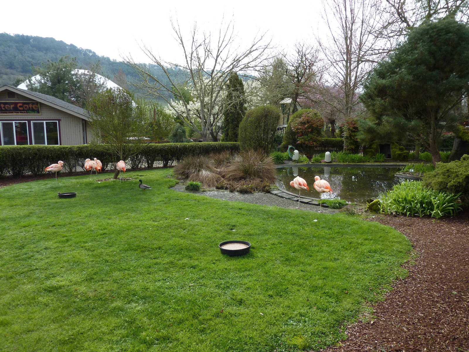 Chilean Flamingo Exhibit