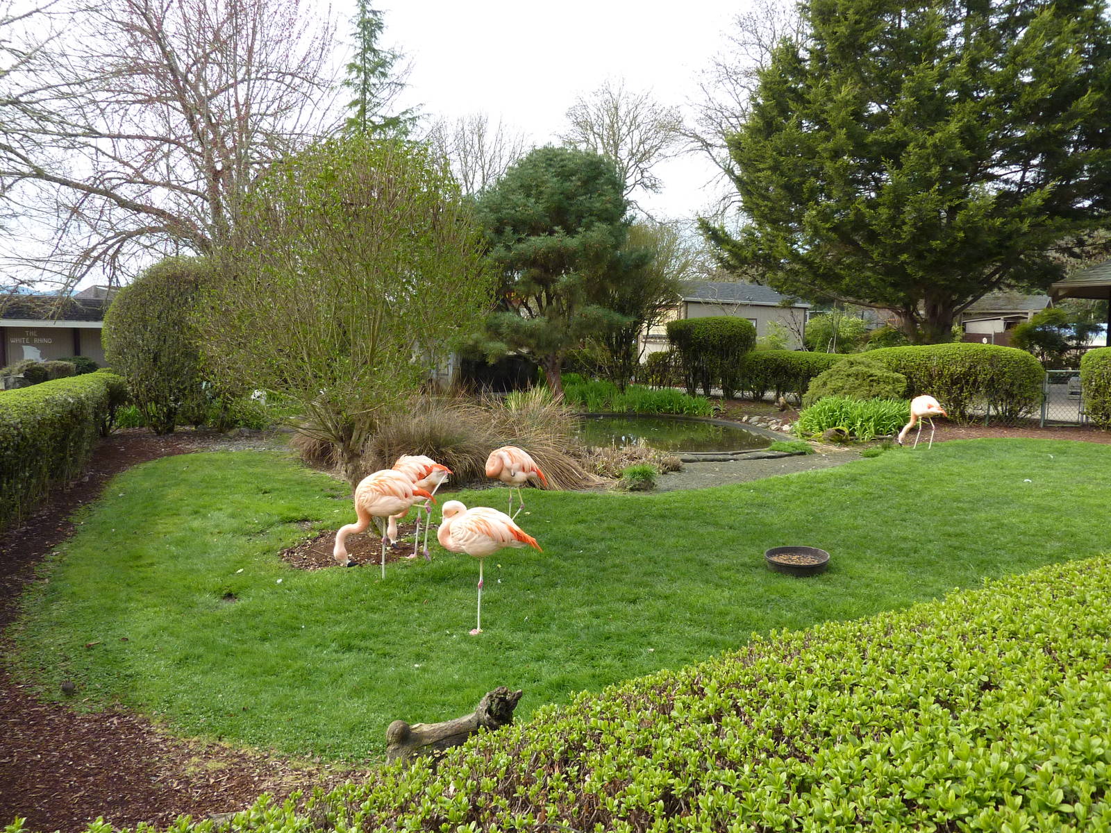 Chilean Flamingo Exhibit