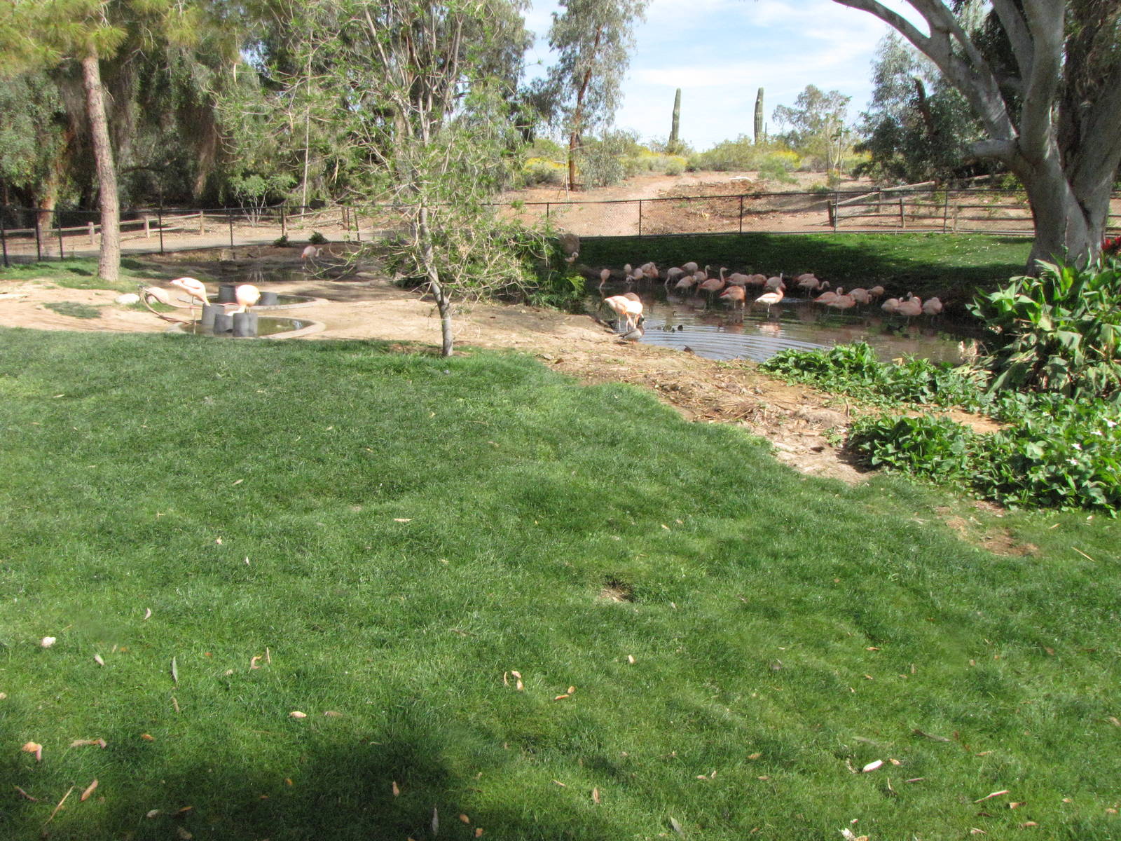 Chilean Flamingo Exhibit