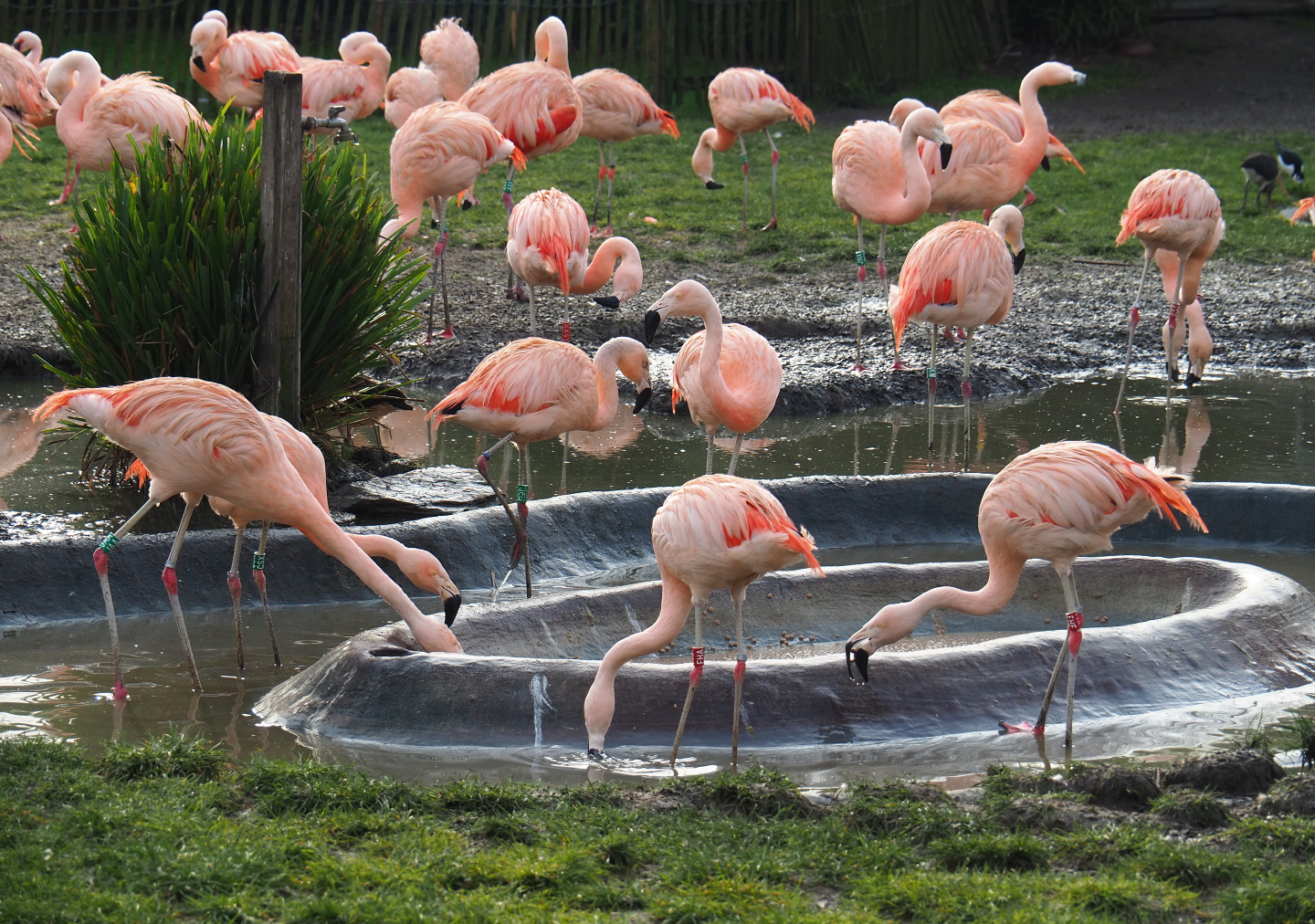Chilean flamingo feeding area, 2020-01-11