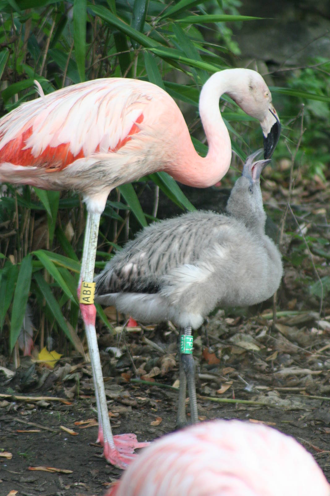 Chilean Flamingo feeding chick @ Edinburgh; 19.10.2014