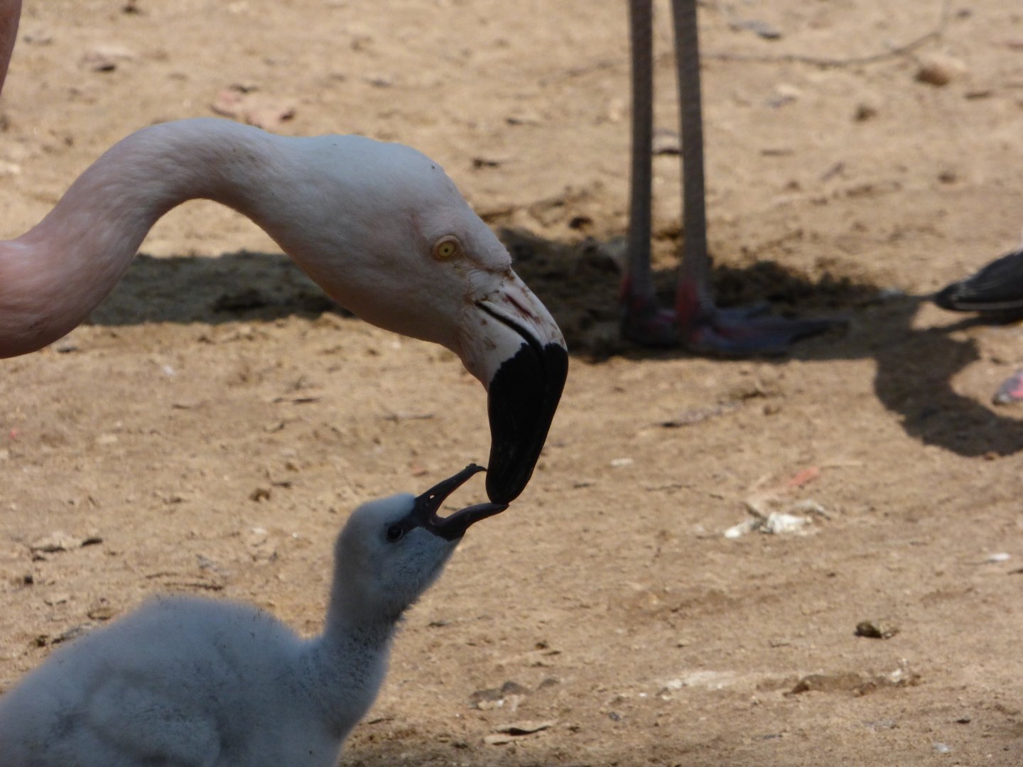 Chilean Flamingo Feeding Chick