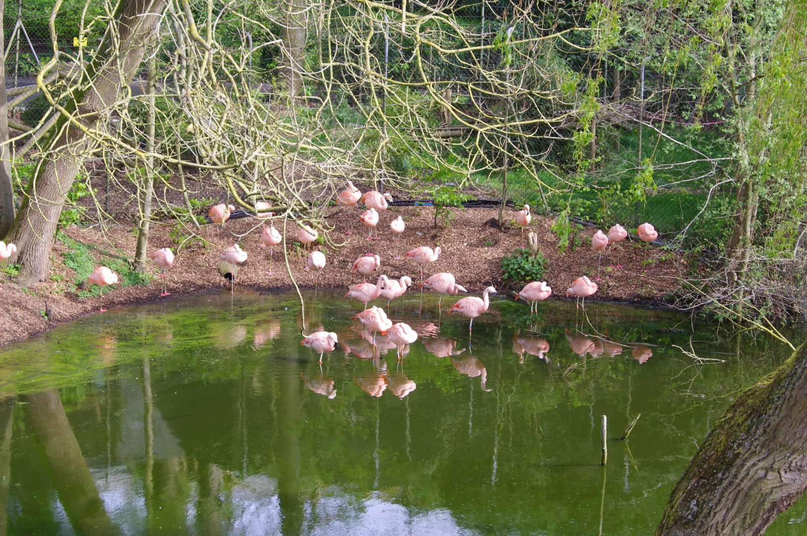 Chilean Flamingo flock- 11/4/2024