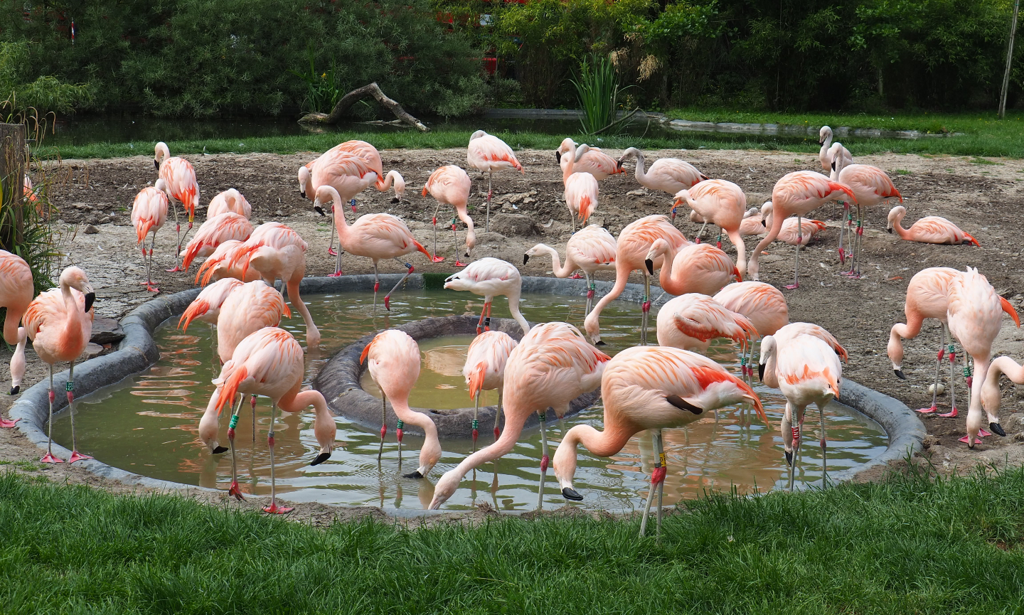 Chilean flamingo flock (Phoenicopterus chilensis), 2020-05-23