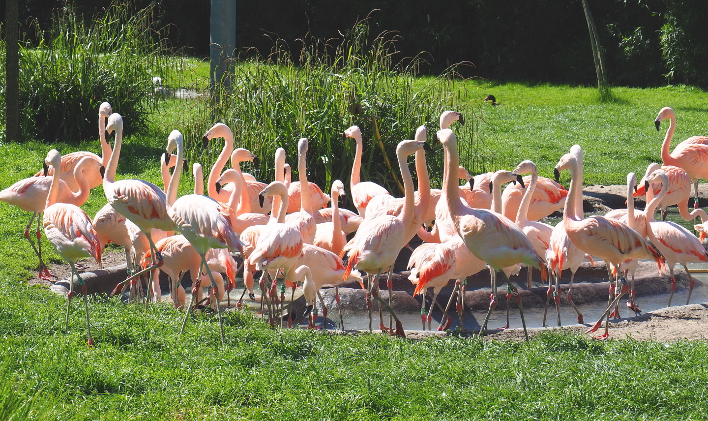 Chilean flamingo flock (Phoenicopterus chilensis), 2021-06-01