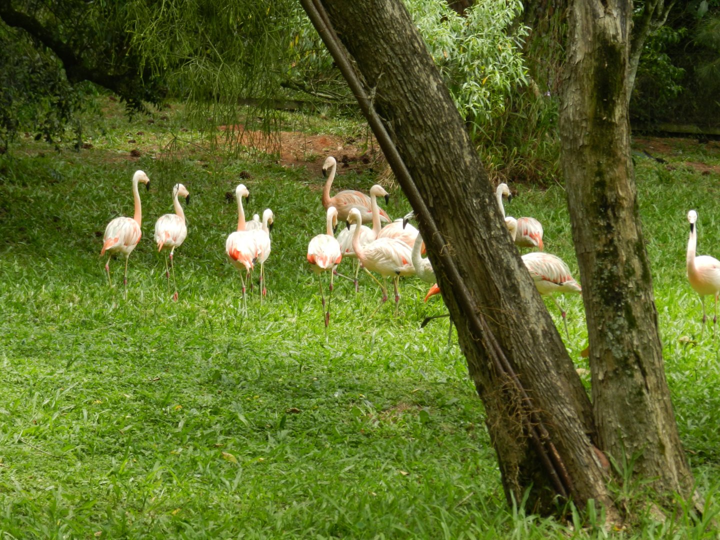 Chilean flamingo flock - Zoo Sapucaia