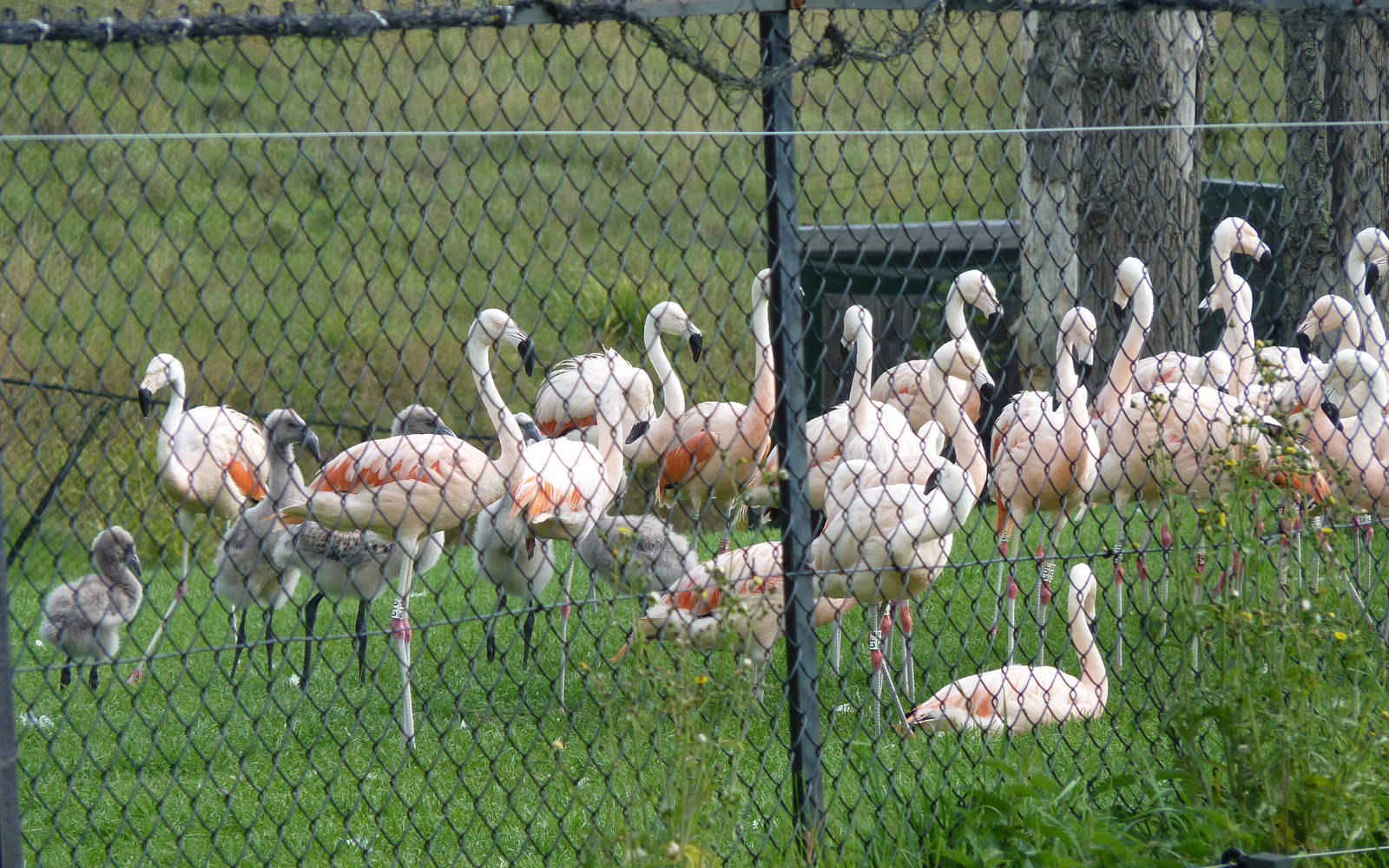 Chilean Flamingo Flock