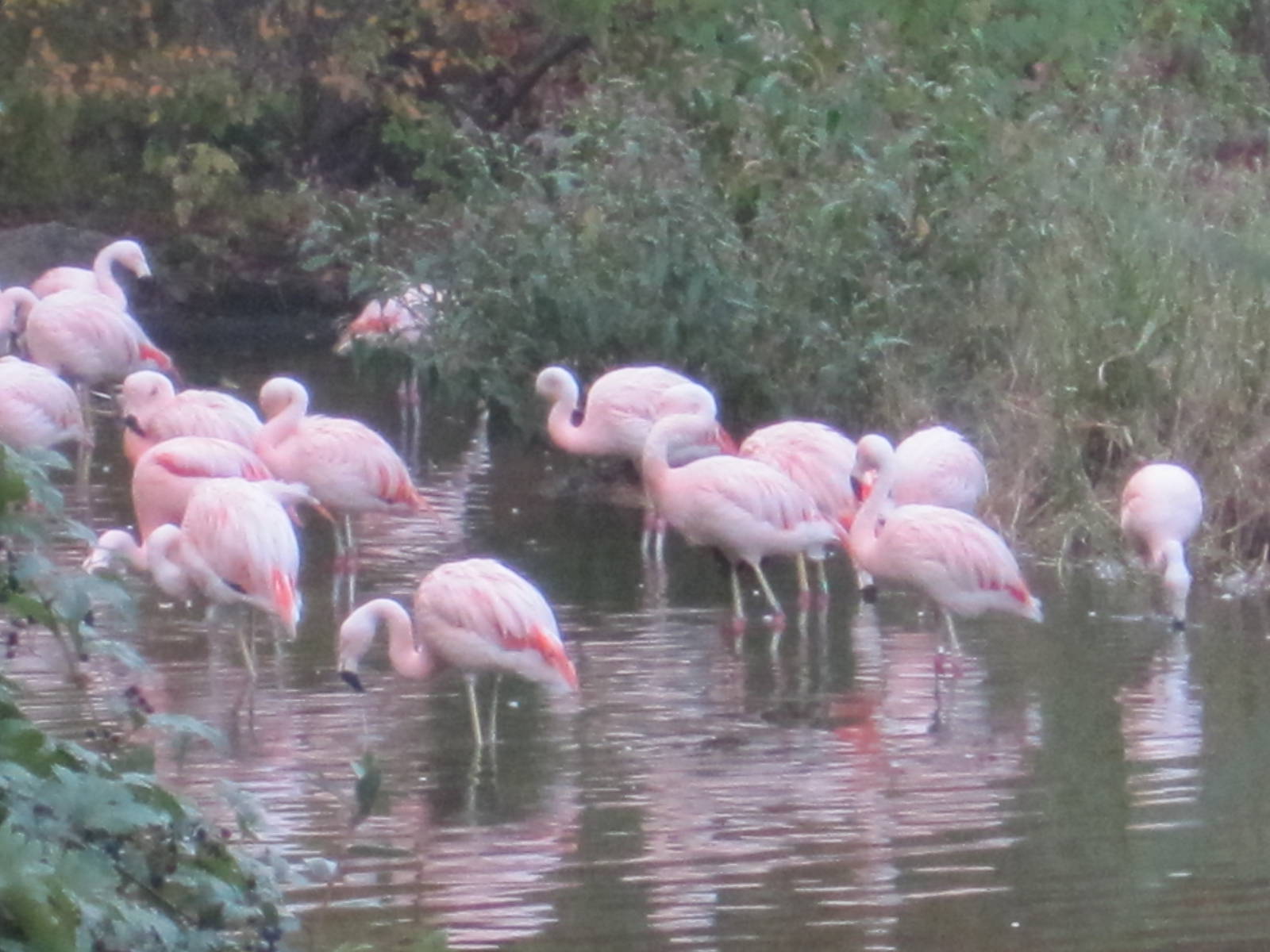 Chilean Flamingo Flock