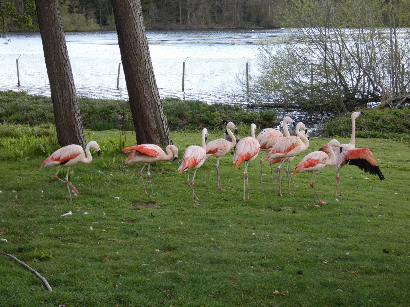 Chilean flamingo flock