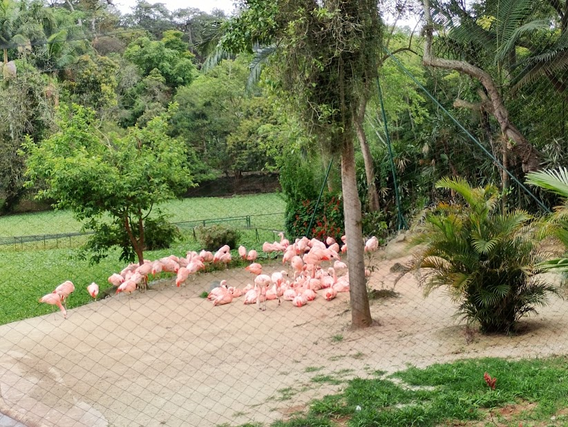 Chilean flamingo flock