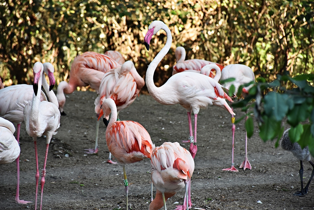 Chilean flamingo & Greater flamingo