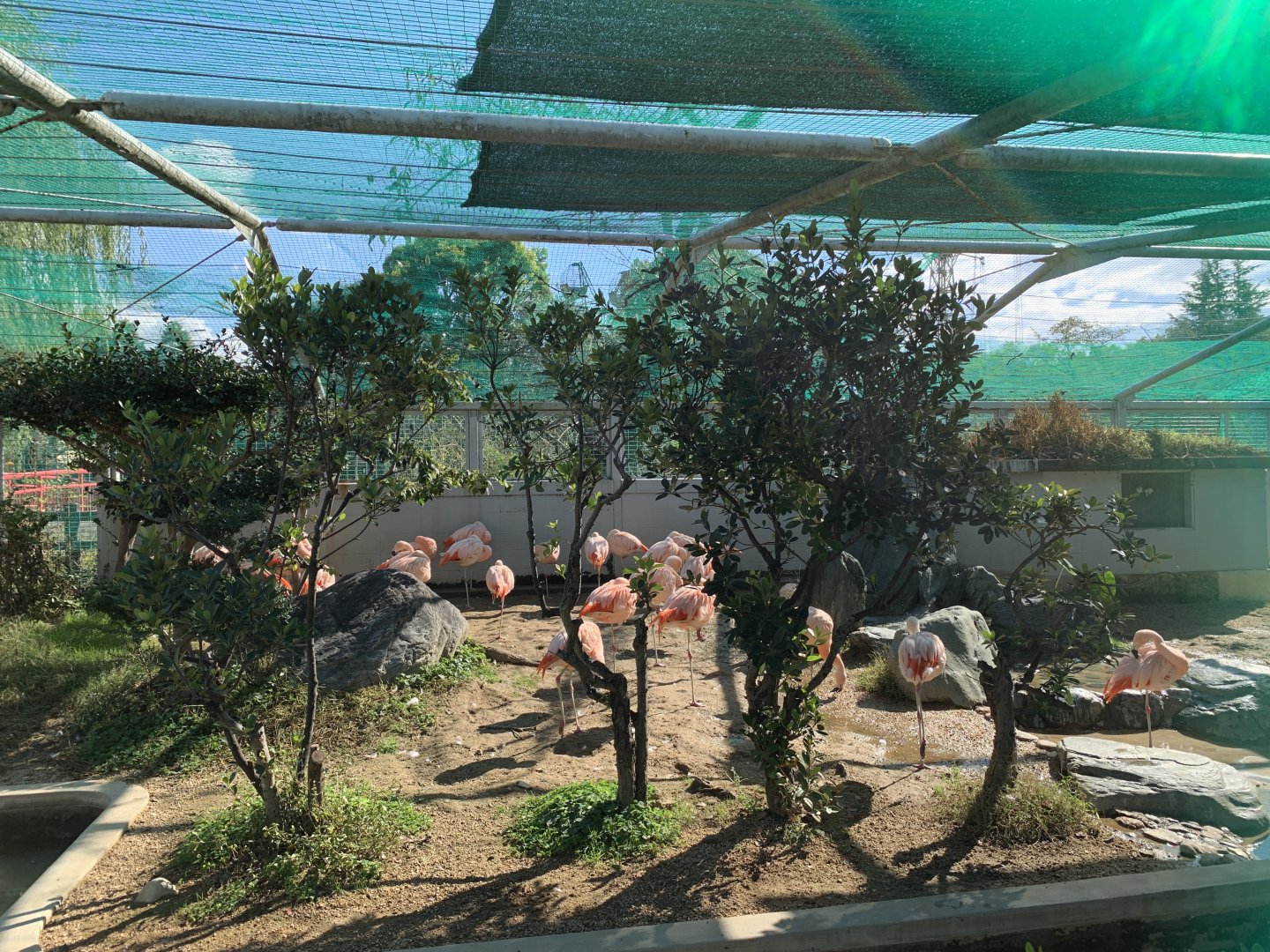 Chilean Flamingo (Himeji City Zoo)