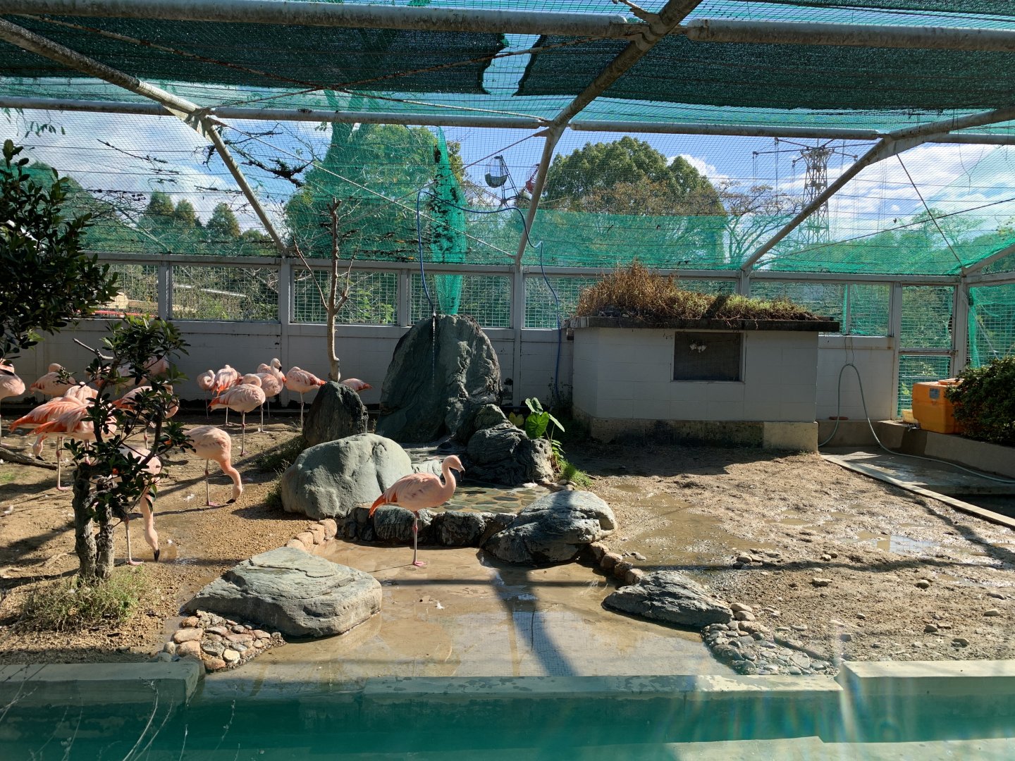 Chilean Flamingo (Himeji City Zoo)