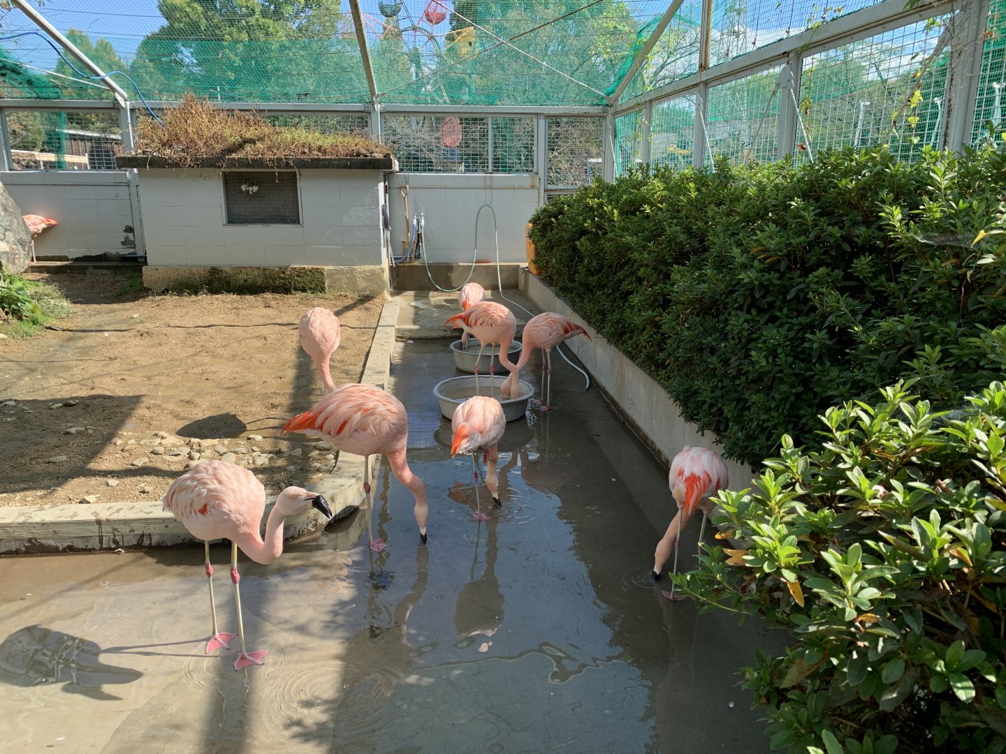 Chilean Flamingo (Himeji City Zoo)