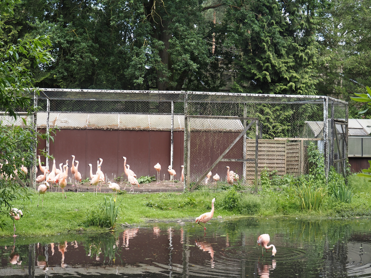 Chilean flamingo holding aviary, 2024-05-21