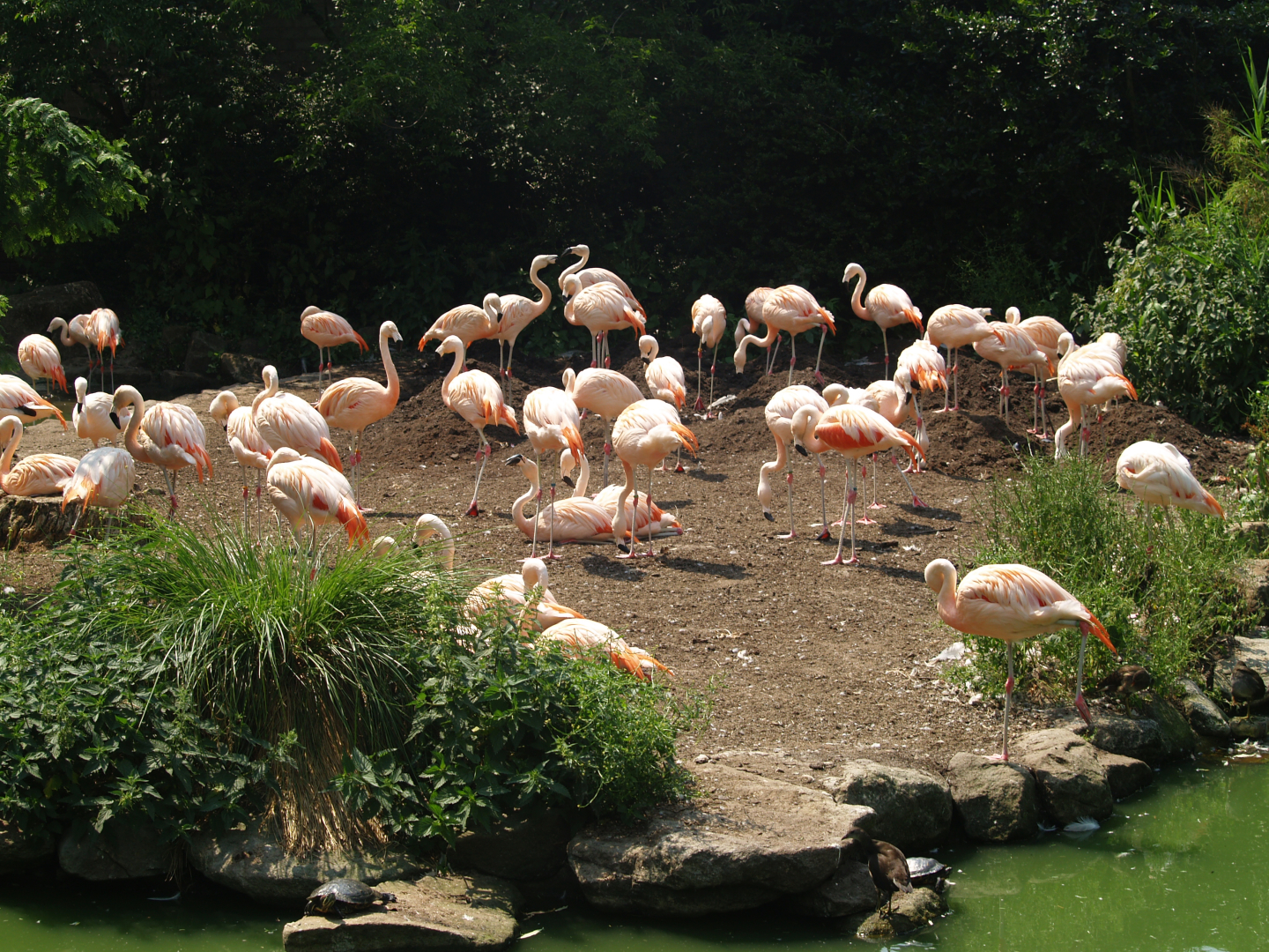 Chilean flamingo island, 2006-07-08