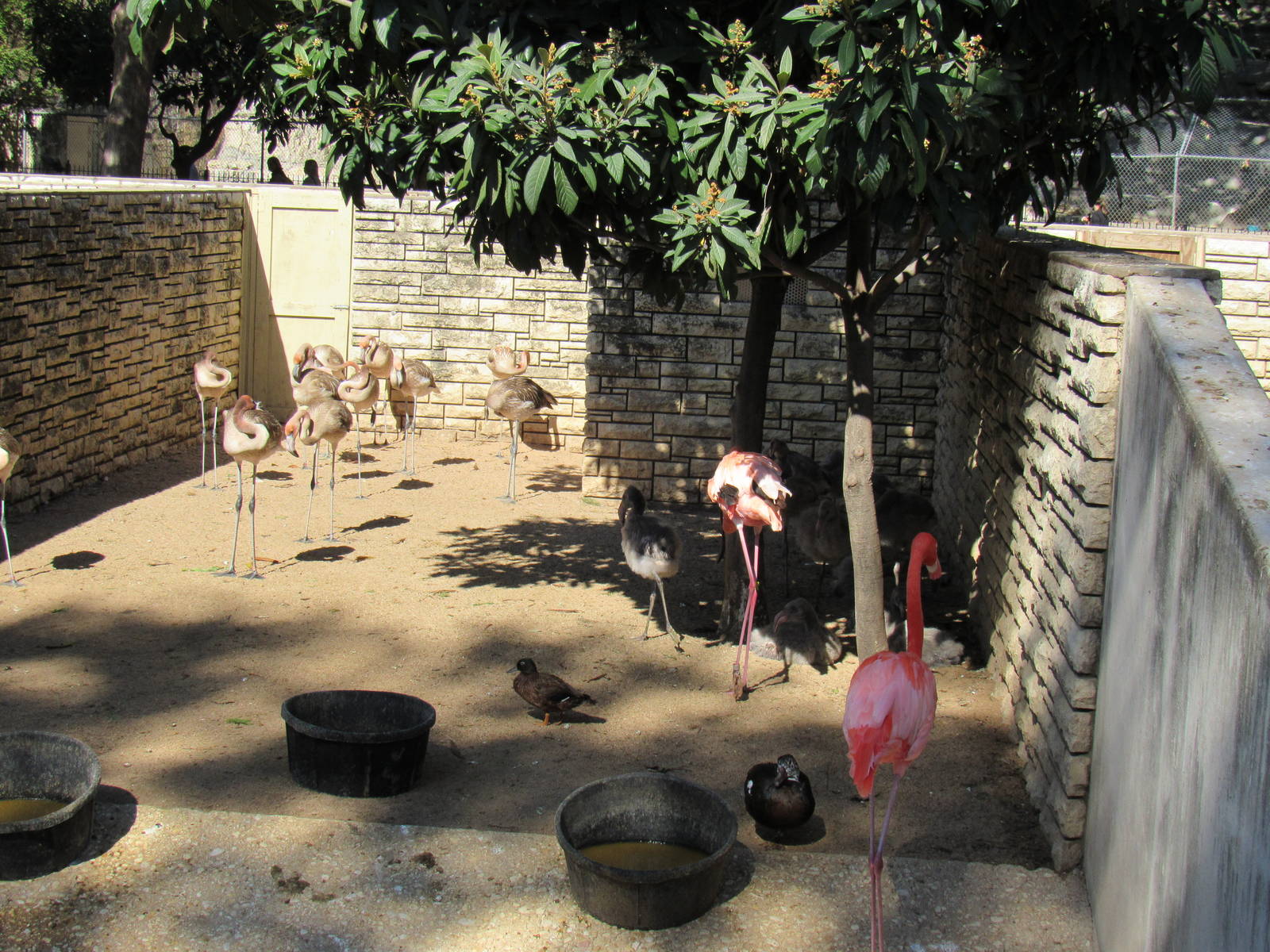 Chilean Flamingo juveniles and chicks